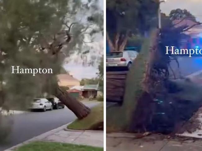 Dramatic moment tree ripped from ground