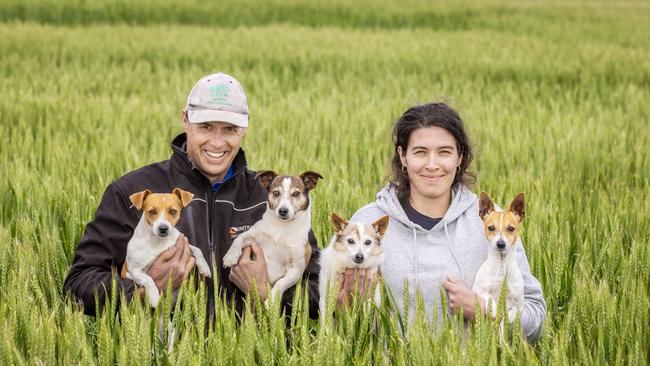 Evan Lewis and daughter Jane with their Jack Russell terriers, Honey, Jacko, Rex and Trixie on farm in wheat crop at Werneth. Picture: Zoe Phillips