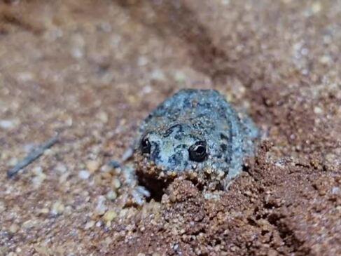 Tanami Toadlet Calls Recorded For First Time Since Species Discovery In ...