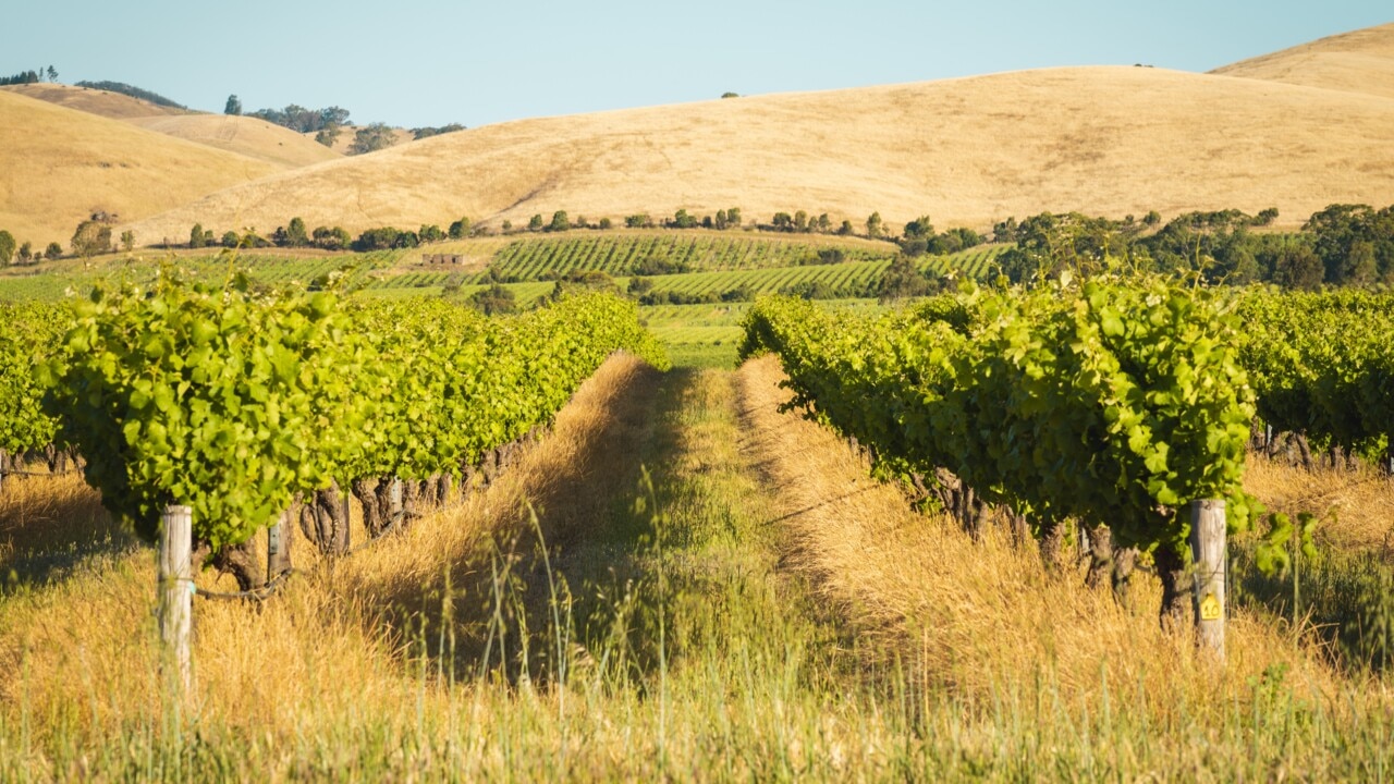 South Australian winemakers struggling with three years worth of oversupply