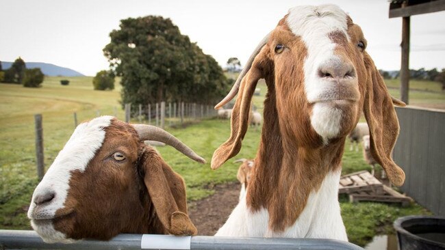 Three of Leanne and Ian Neeland’s goats were stolen on Christmas Day.