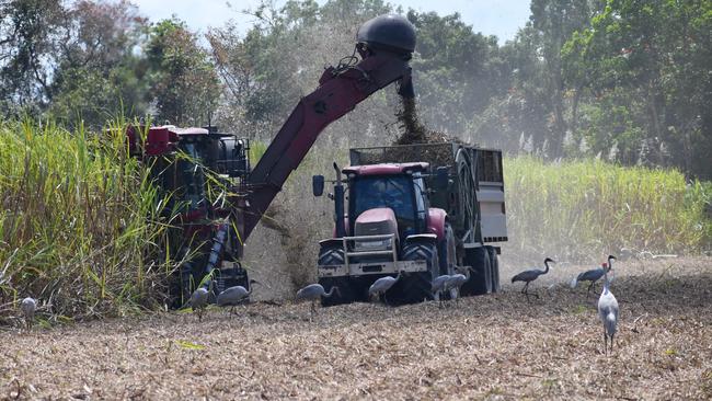 The Herbert River sugar-cane harvest at Toobanna south of Ingham, Hinchinbrook Shire, in this file photo. Picture: Cameron Bates