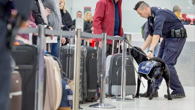 An Australian Federal Police dog inspects luggage at Melbourne Airport.