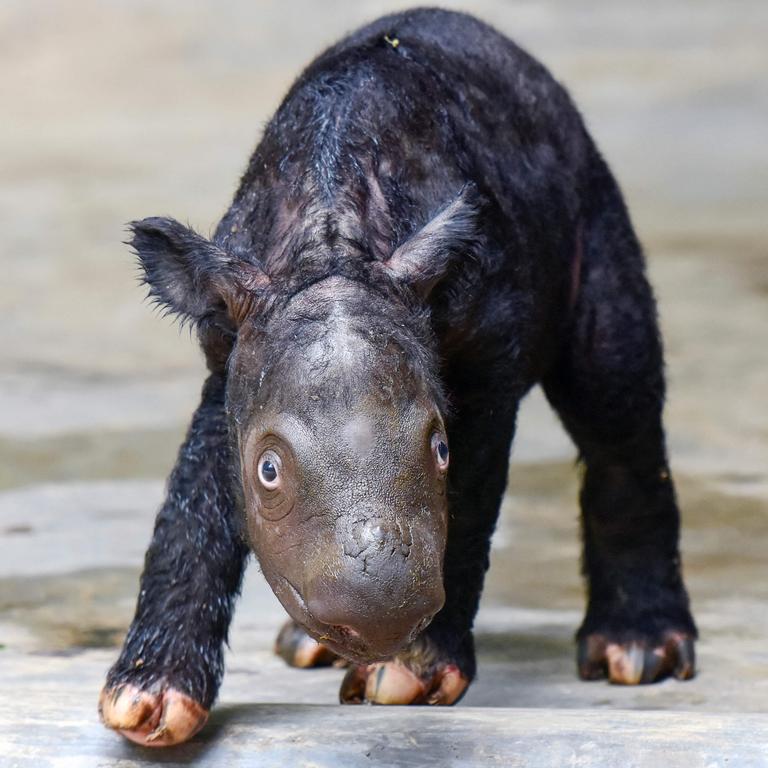 A critically endangered Sumatran rhino was born in Indonesia’s western island of Sumatra, making a vital addition to a species that currently numbers fewer than 50 animals. Picture: AFP