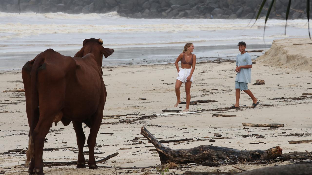 The cow washed up at Duranbah after it was swept down the Tweed River. Picture Glenn Hampson