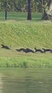 Footage captures dramatic moment otters clash in a violent turf war