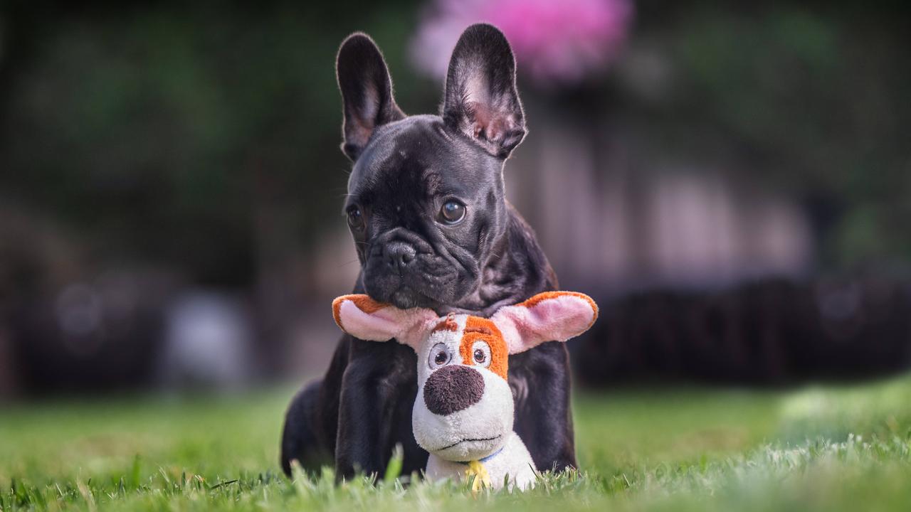 A vet organisation told the hearing bulldogs should not be bred. Picture: Tony Gough