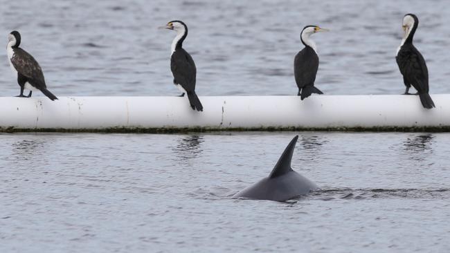 A little dolphin trapped in a swimming net at Tallebudgera Creek. PHOTO: Regi Varghese