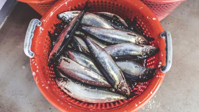 A recent review showed a strong correlation between eating oily fish and a lower frequency of infertility.