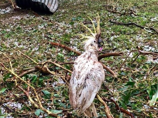 A cockatoo who was hit by the storm at Coolabunia. Picture: Damien Tessmann