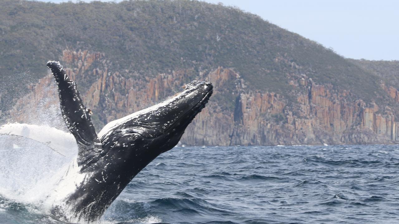 A humpback whale breaching off Cape Hauy, captured by the crew of Pennicott Wilderness Journeys. Picture: Tim Cunningham