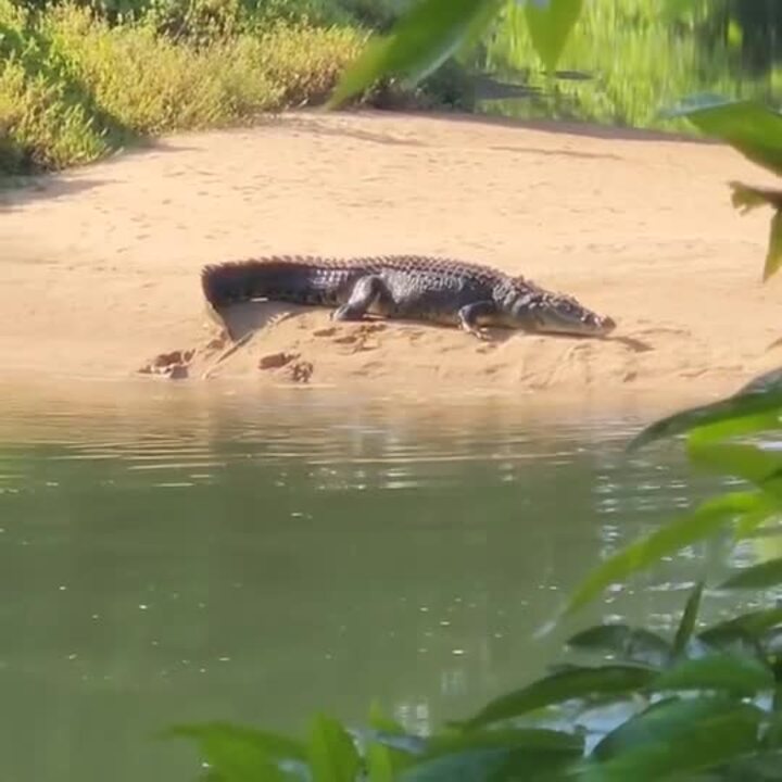 Clyde the Croc crawls out of the water in Far North Qld