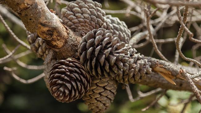 Monerey pine cones