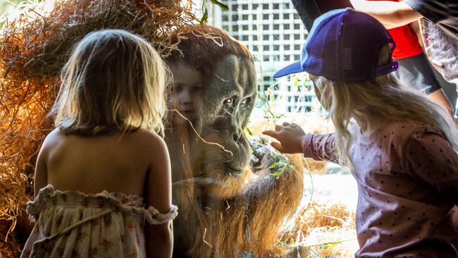 Children get close to Melbourne Zoo orangutan Malu on Thursday, as families made the most of eased lockdown restrictions. Picture: Jake Nowakowski