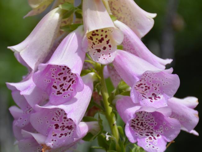 Foxglove,jpg: Foxgloves have gone from cute cottage plant to a devastating and unwelcome new weed. Photo Sue Tapping