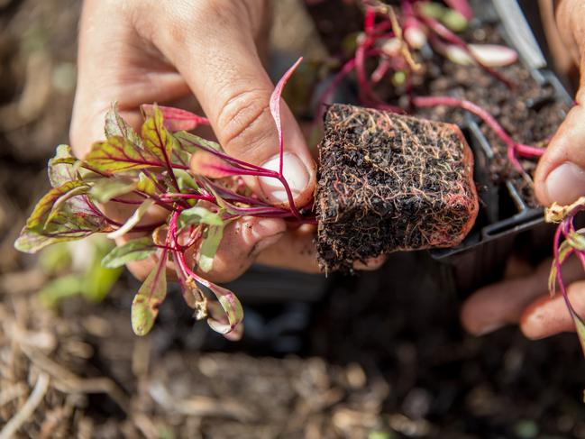 Vegetable planting ideas at Plant Shack Deception Bay for Moreton Life