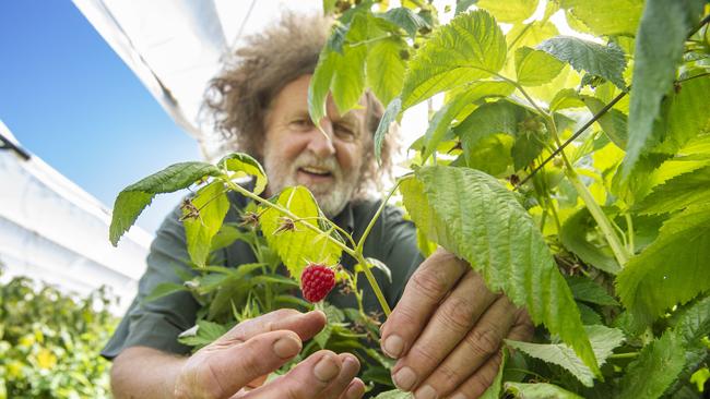 Peter Chapman among the raspberries on his Wandin East farm. Picture: Zoe Phillips