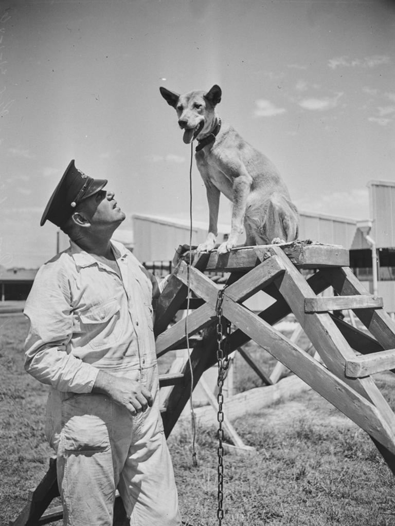 The first successful use of a police dog in NSW was on the northern ...