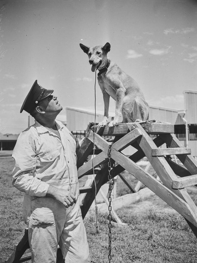 Constable Denholm training a dog in 1946. Picture Ivan Ives, State Library of NSW