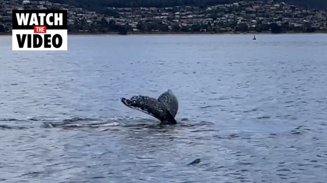 Whale shows off in the River Derwent