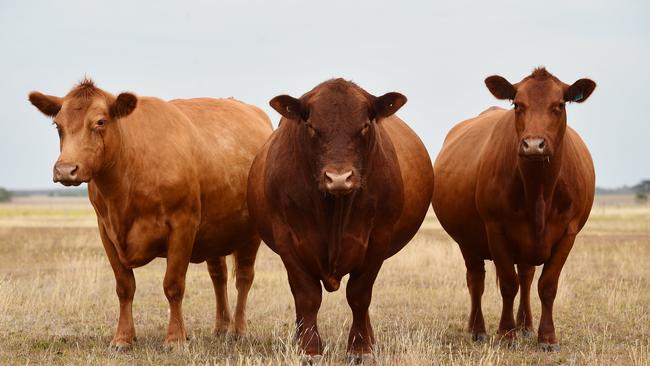 Red Angus cows produce top biodynamic beef. Picture: Zoe Phillips