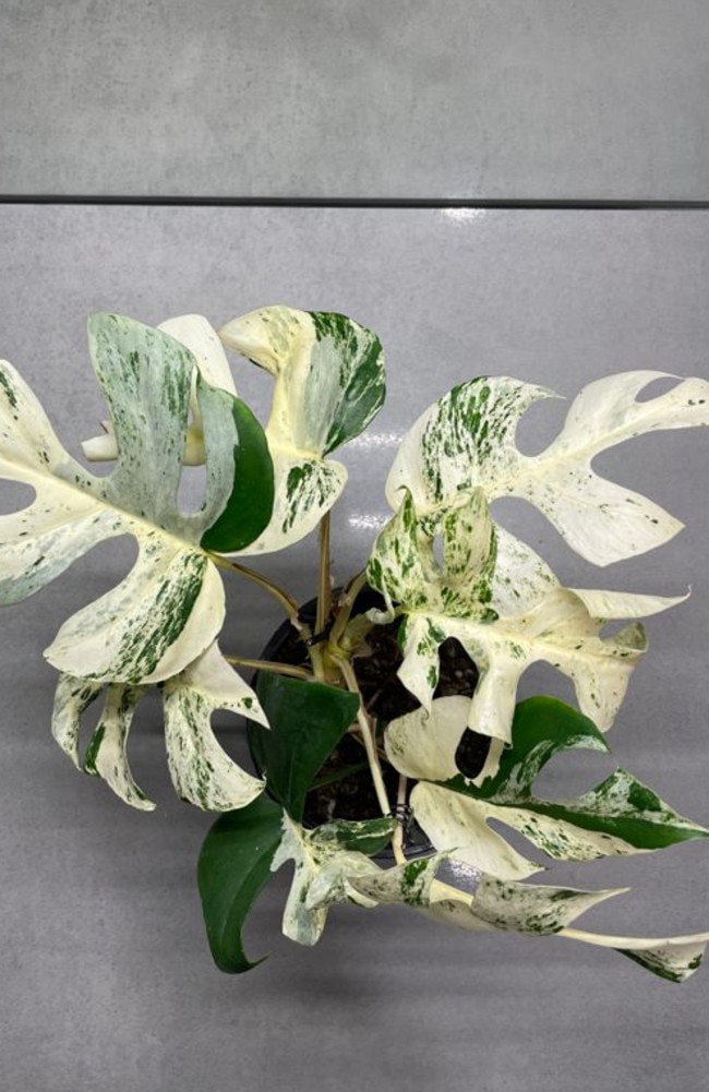 A house plant with just nine leaves has sparked a bidding war on a New Zealand auction site, selling for a record-breaking $27,000. Picture: Trade Me