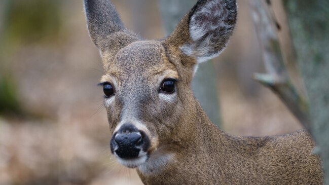 Long Awaited Deer Cull In Quebec Park Going Ahead In 2024 The Australian   A2764aa6447f74a9bc9041d23170286e