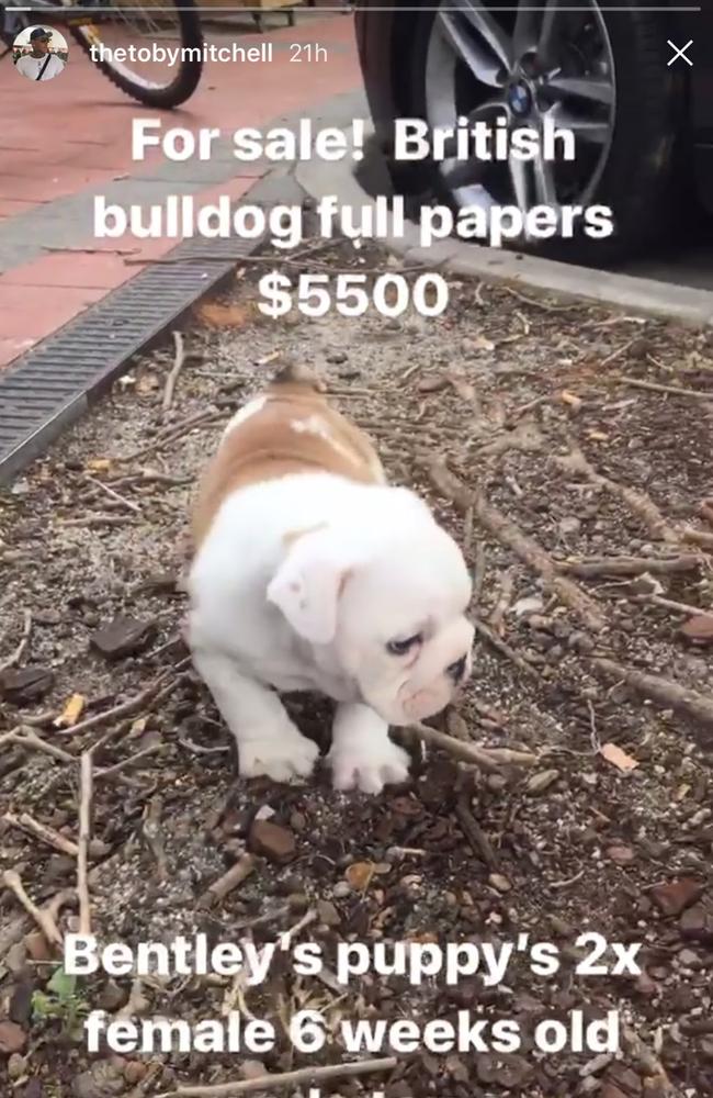 Mitchell has priced the puppies at $5,500. Picture: Instagram