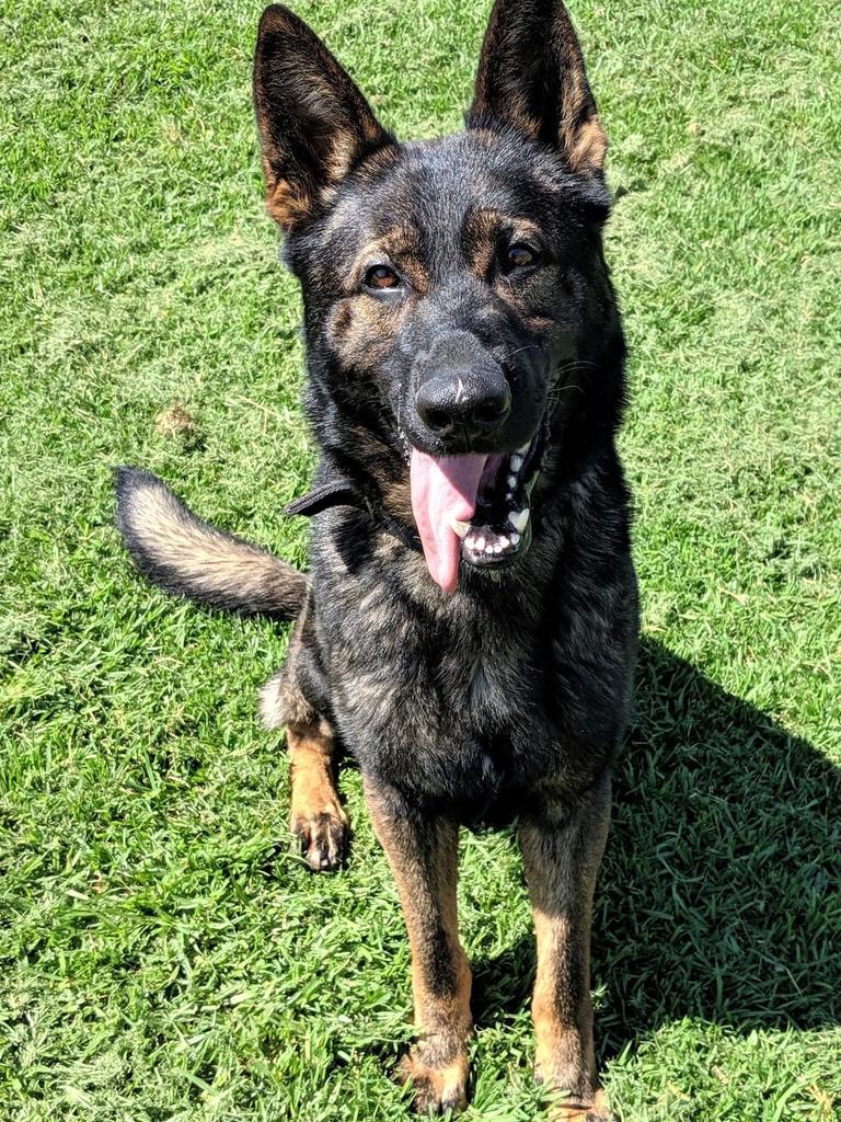 Xtra the police dog makes arrests of alleged burglars at Waratah West ...