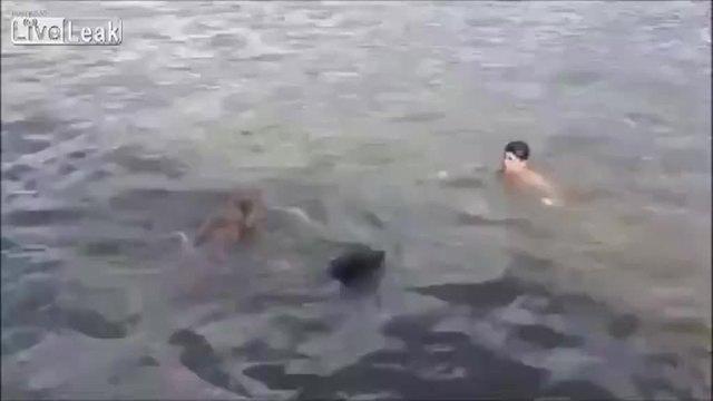 Watch: Best dog in the world swims to owner’s rescue | news.com.au ...