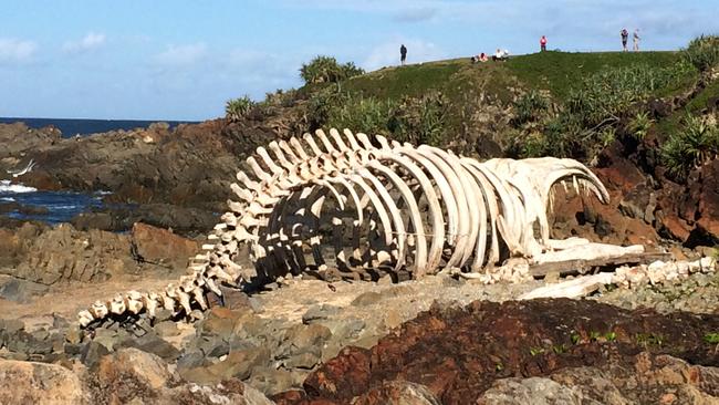 A man-made whale carcass on the Pirates 5 Hastings Point set. Picture: Geoff Chambers