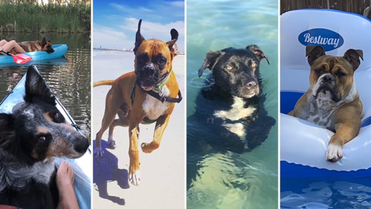 Beach dogs main event - for puppy power list