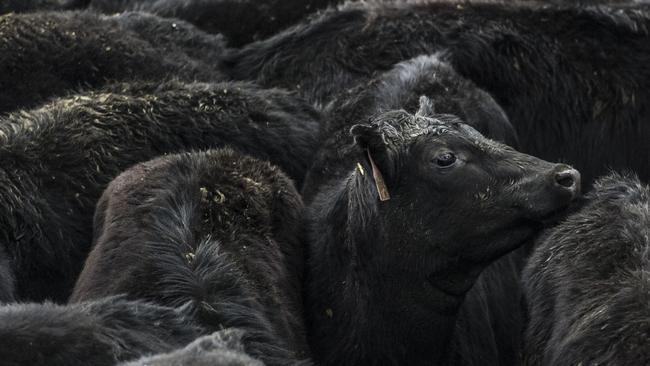 Southwest squeeze: Saleyards in the region are experiencing lower pennings, possibly due to numbers being spread across more yards.