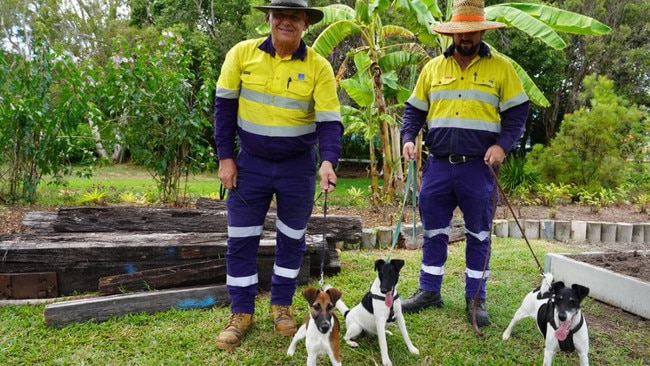 BCC rat catchers with their faithful fox terriers. Picture: Brisbane City Council