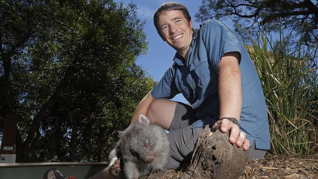 Wombat expert, Dr Scott Carver with 'Storm' the rescued wombat at Bonorong Park. Dr Carver has led research into a new treatment for sacoptic mange in wombat populations.