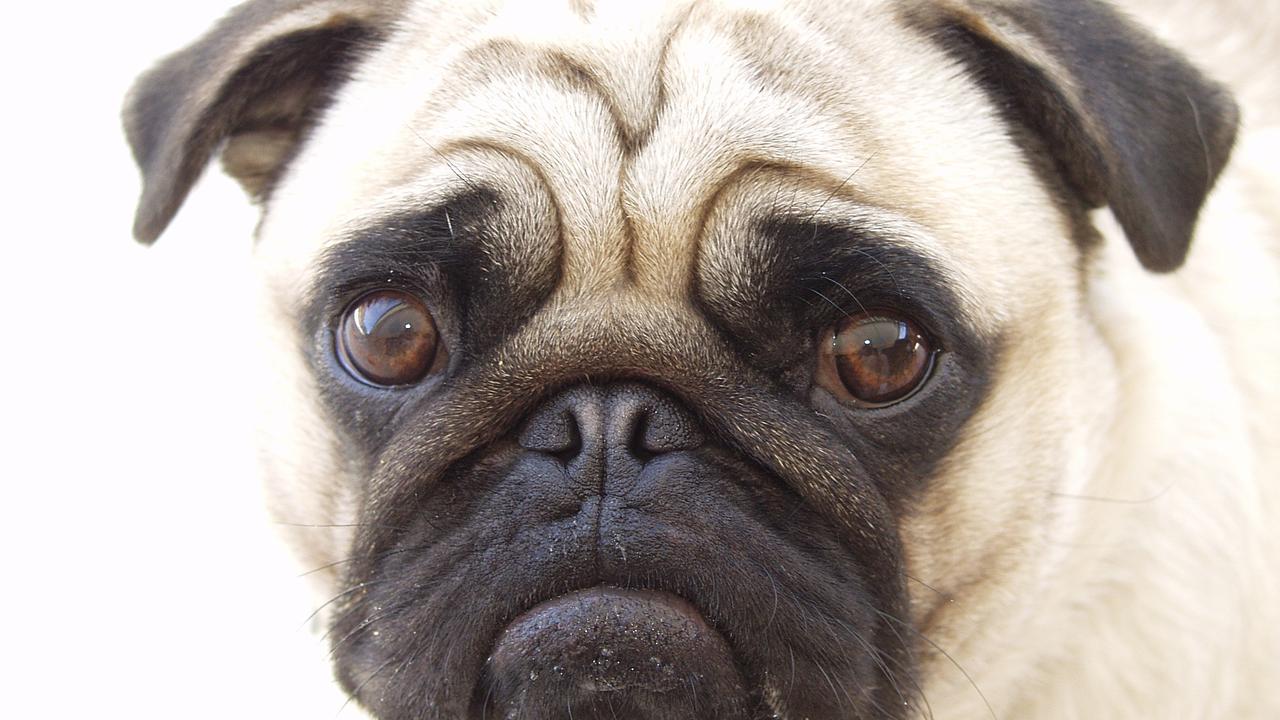 One person claimed their pug was a ‘business mascot’.