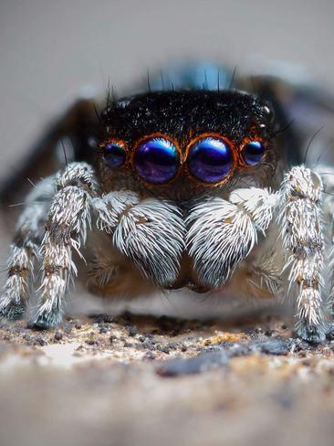 The Austrialian peacock spider goes viral, Magazine Articles