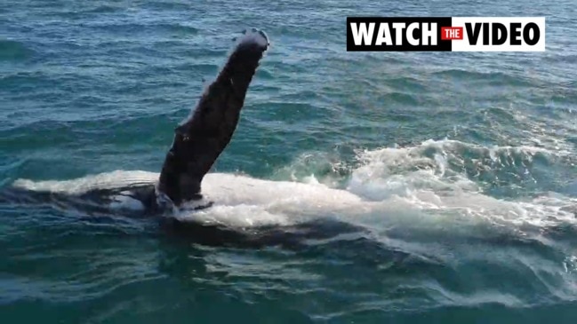 Whales seek refuge in Moreton Bay