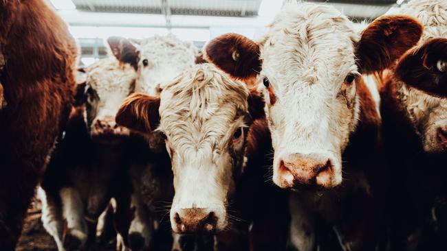 Young cattle prices continue to make price gains. Picture: Chloe Smith