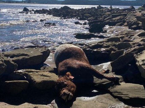 A dead cow washed up at Umina Beach after severe floods along the coast. Picture: Hayley Pardey