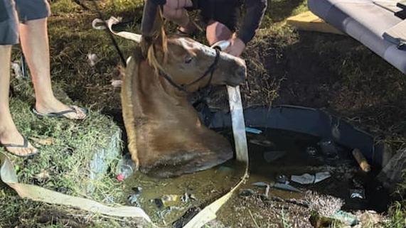 The mare was bogged in the septic tank for hours. Picture: Croakers Towing Service