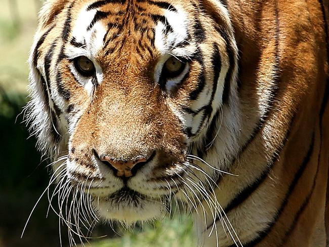 Bakkar is the National Zoo and Aquarium in Canberra's only Bengal Tiger and he is turning 21 years old. The zoo is putting on a huge birthday bash to celebrate. Bengal Tigers are found in India and surrounding countries and like all sub species of tigers they are considered to be endangered in the wild. Tigers generally live to about 15 years of age and in the wild, Bakkar, the Bengal Tiger at the zoo is turning 21 this year which is a major milestone for this regal old cat.