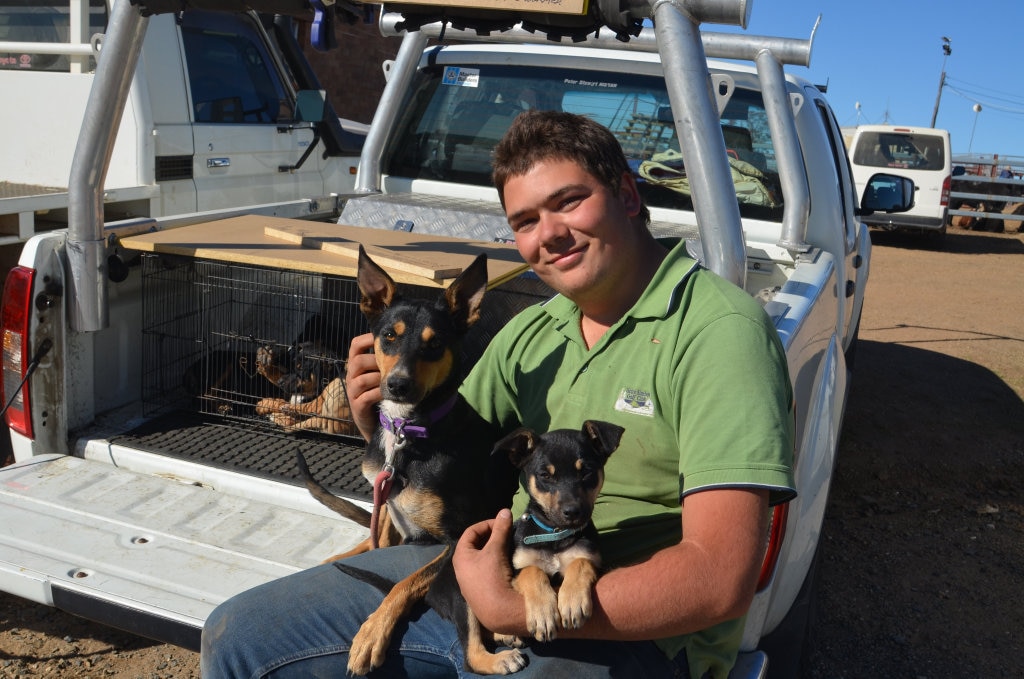 Colby Boughton with his Kelpies. Picture: Chris Lines