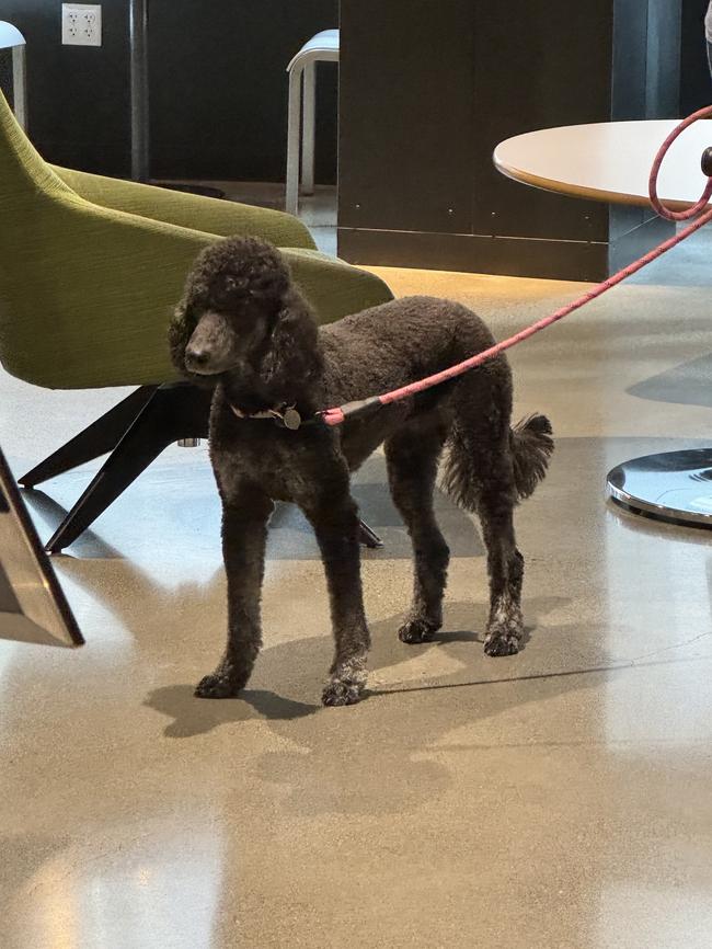 A poodle makes the most out of office life at Amazon's Seattle HQ.