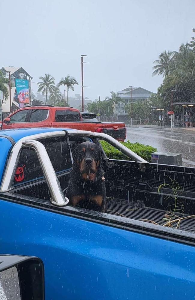 A photo of a dog sitting in the rain in the back of a ute parked on the Airlie Beach main strip has drawn ire after it was posted on social media.