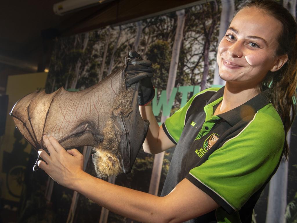 Wildlife presenter Samantha Whitehead with Luke the grey-headed flying fox. Cobb+Co Museum Easter school holiday program Wildlife Rangers with Wildcall Wildlife Shows. Monday, April 4, 2022. Picture: Nev Madsen.