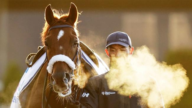 Japanese stayer Breakup gets his first look at Caulfield this morning. Picture: Scott Barbour/Racing Photos