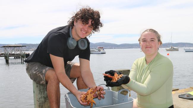 Kara Speck and Jay Boyd sort native species from the invasive sea stars on January 19 2025. Picture: Elise Kaine