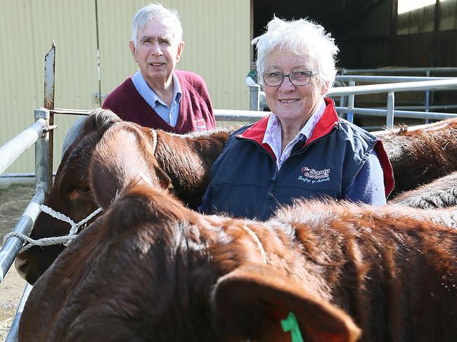 John and June Pilcher run Neelai Santa Gertrudis beef stud at Bothwell. Picture: SAM ROSEWARNE.