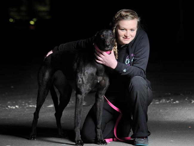 Hundreds of dog trainers face an uncertain future after the ban comes into effect / Picture: Simon Bullard.